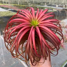 空气凤梨 无土植物绿植红黄绿贝可利美杜莎 花卉促销款包邮