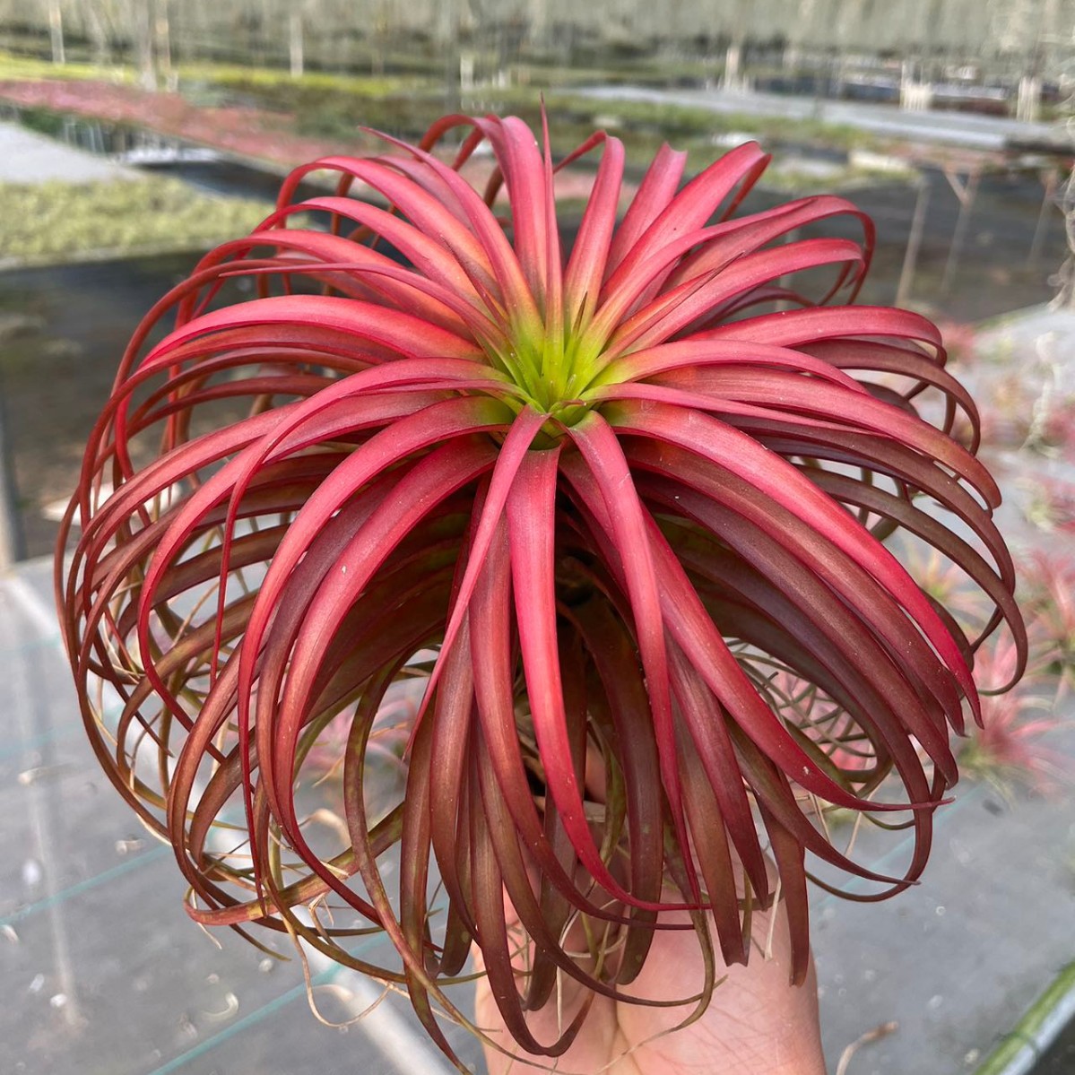 空气凤梨 无土植物绿植红黄绿贝可利美杜莎 花卉促销款包邮