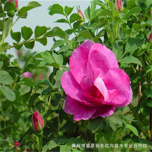 2026�½���������õ�� �ļ���õ ʳ��õ�廨��������a�ش�÷��