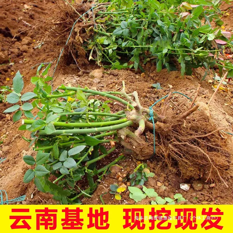 昆明直发8年玫瑰老根老桩四季开花月季花苗室内阳台盆栽大花浓香