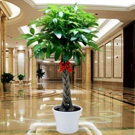 盆栽;月季蔷薇植物;乔木