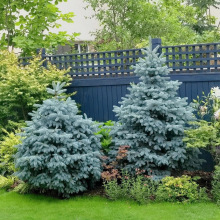 一件代发蓝杉树苗科罗拉多耐热耐寒圣诞树针叶常青树庭院花镜植物