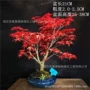 中国日本盆栽地栽红枫