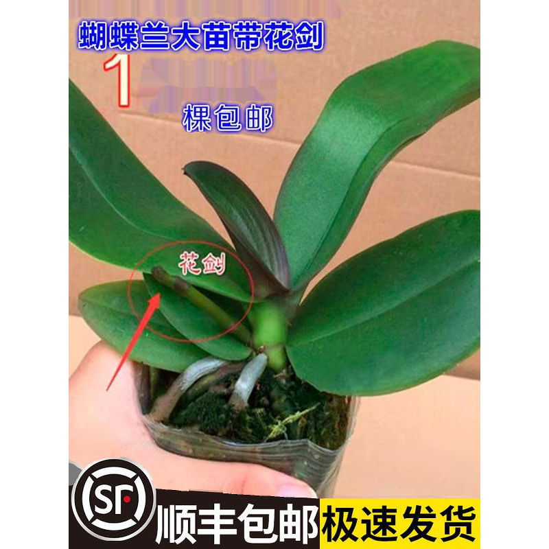 Phalaenopsis Seedlings with Flower Swords and Flower Buds Potted Orchids Large Seedlings Living Room Indoor Plants Florals Are Easy to Feed in All Seasons Phalaenopsis Seedlings with Flower Swords and Flower Buds Potted Orchids Large Seedlings Living Room Indoor Plants Florals Are Easy to Feed in All Seasons