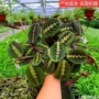 桌面植物水培盆栽竹芋
