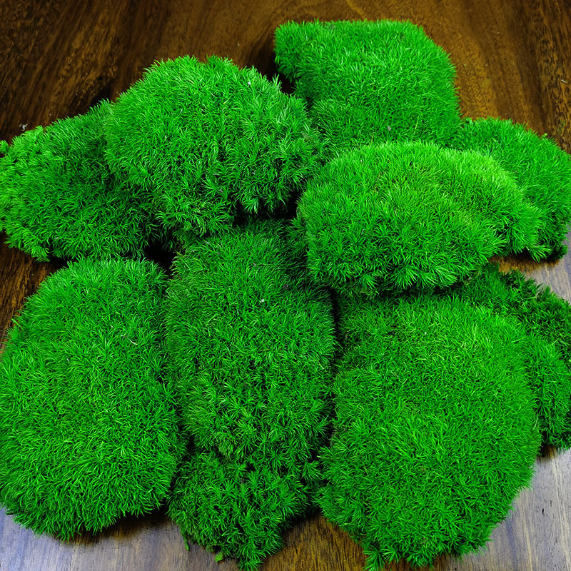 Musgo eterno planta pared cola curvada bloque de musgo vegetación musgo flor seca césped piel pluma grande musgo gris grande flor eterna musgo