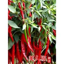 ����ժ�������˽��N�Ӵ��t�⽷�t�����N���������ļ����Բ˷N��