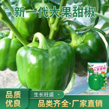 新一代大果甜椒种子家庭菜园果大甜椒青椒灯笼椒菜椒辣椒种子大全