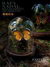 蝴蝶标本装饰摆件昆虫玻璃罩微景观动植物干花主题展示摆件