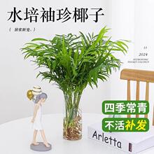 ����Ҭ��ˮ��ֲ�︻�Fɢβ���Pβ���ļ��҃�����Gֲ���˺��B����