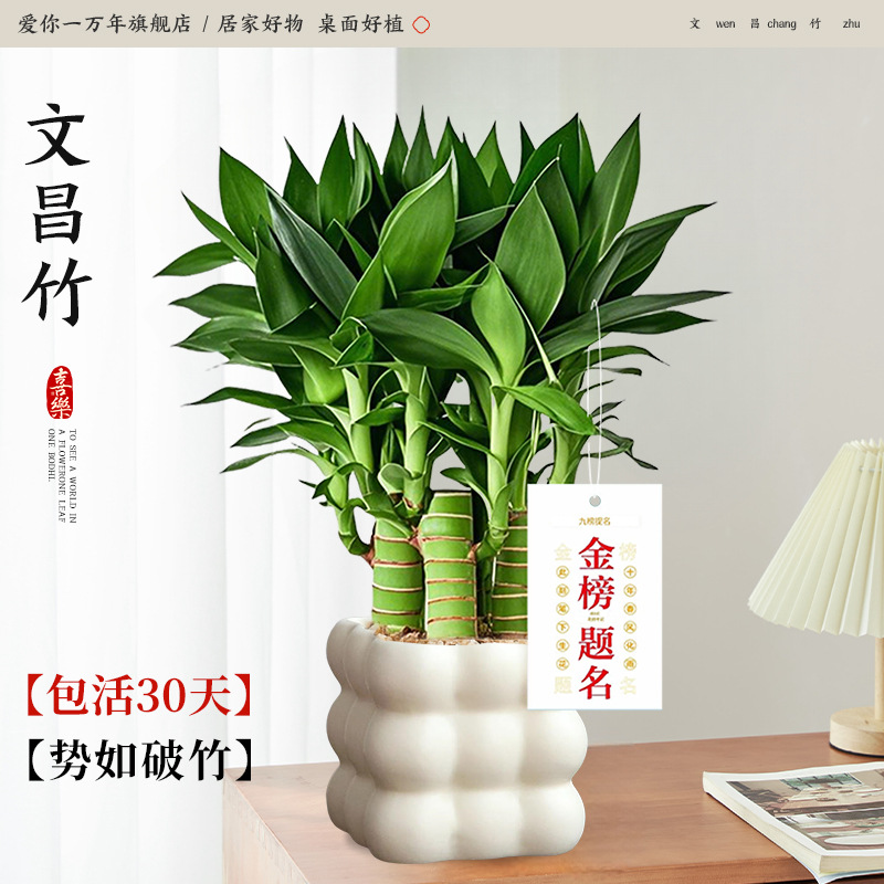 원창 대나무 4개 + 크림 구공게 + 금 목록 태그(포장석 + 영양액 포함) Yue Pet