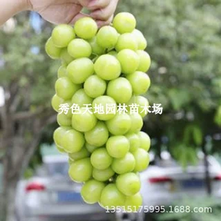 金光葡萄树苗阳光玫瑰盆栽南方北方耐寒葡萄苗果树苗庭院种植爬藤