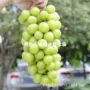 北方南方种植盆栽果树苗