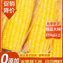 水果玉米免煮开袋即食真空锁鲜大棒甜玉米学生低脂早餐食品