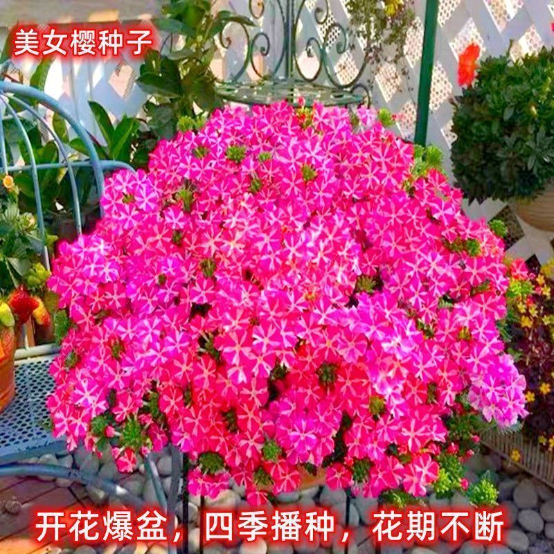 美女樱种子 进口五色梅种籽 室内外家庭盆栽四季观赏耐寒花卉种籽