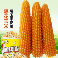 爆花玉米的种子 爆米花专用爆裂小玉米种籽孑 爆玉米花早熟高产炸