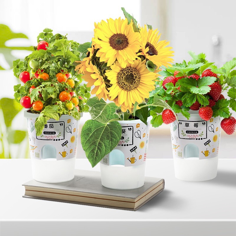 Niños crecen pequeñas plantas de maceta estudiantes de observación de girasol fresas diy juguetes adornos de mesa al por mayor