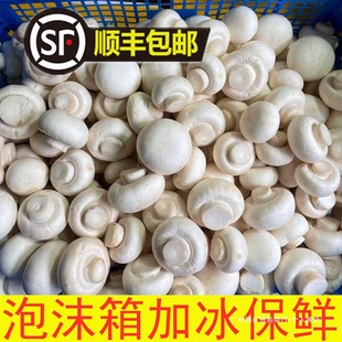 ���r��Ģ��Ģ���p�߹�ɽ�|���جFժ250����S���]Ĭ�J�ȫ�곣��