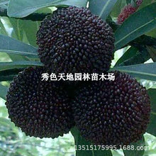 �ش��÷��������޽���|���ɾӺ�̿ˮ��������ϱ����ļ��Nֲ