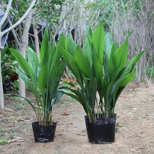 一叶兰盆栽耐寒喜阴植物办公室内庭院观叶绿植兰花净化空气吸甲醛-阿里巴巴