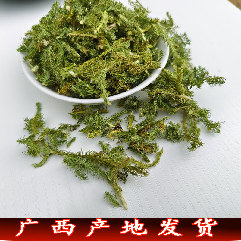 伸筋草中药材广西野生舒筋草石松草大伸筋草狮子尾泡茶泡酒