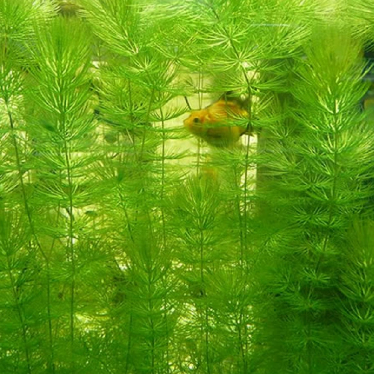 Погружные растения, Chrysophyllum, Foxtail водоросли, Hydrilla verticillata, Elodella glauca, озеленение и очистка водоема