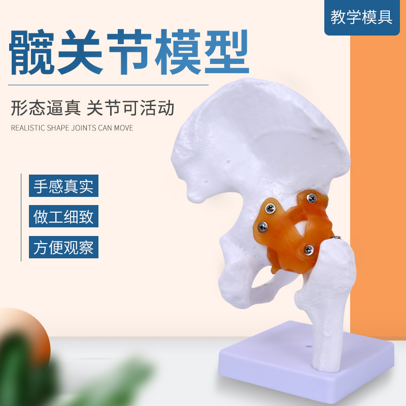 �����Źؽ� �ɹؽ�ģ�� �������ģ�͹ɹ�ͷ���ŹǺ͹ؽ��ʹ�ģ��