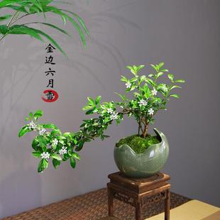 June Snow Bonsai Cliff Red Flower Tea Table Zen Indoor Window Sill Small Green Plant Office Coffee Table Desktop Potted Plant