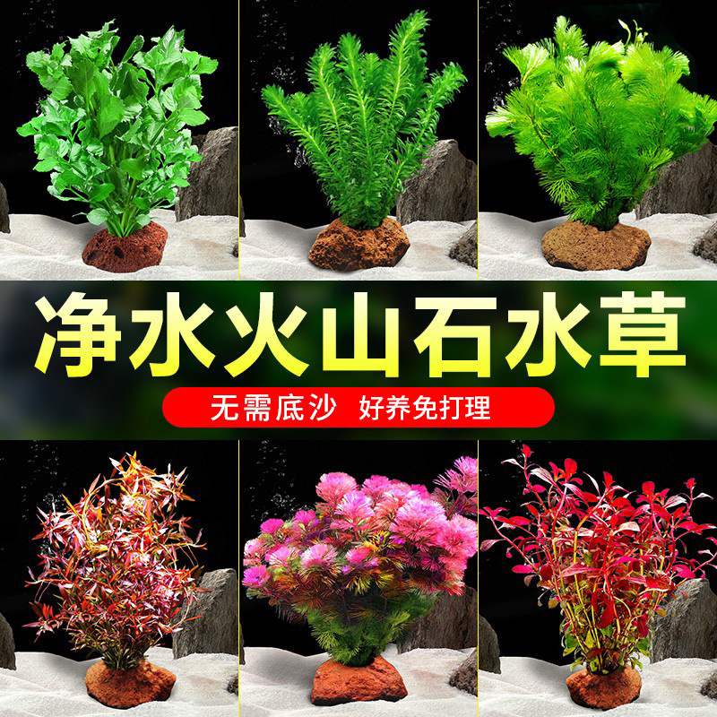 Volcanic Stone Water Grass Centipede Grass Water Banyan Lazy Water Grass Plant Fish Tank Water Grass Landscaping Bottom Sand Package Negative Real Grass