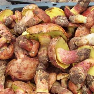 ��؛����ɽҰ���Sţ�ξ��t�[�� Ҋ���ా���� ���2���]��؛100��