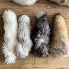 本物の狐のしっぽは本当に毛皮の自然な色の大きい毛の銀狐の尾の狼のしっぽです。
