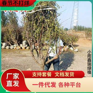 һ�����l�󗗘���玧����޽�մ���������Ǘ��Ϸ������Nֲ�ߗU��