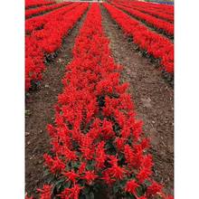 正宗矮串红种子四季播种开花易种阳台庭院一串红景观绿化盆栽种籽