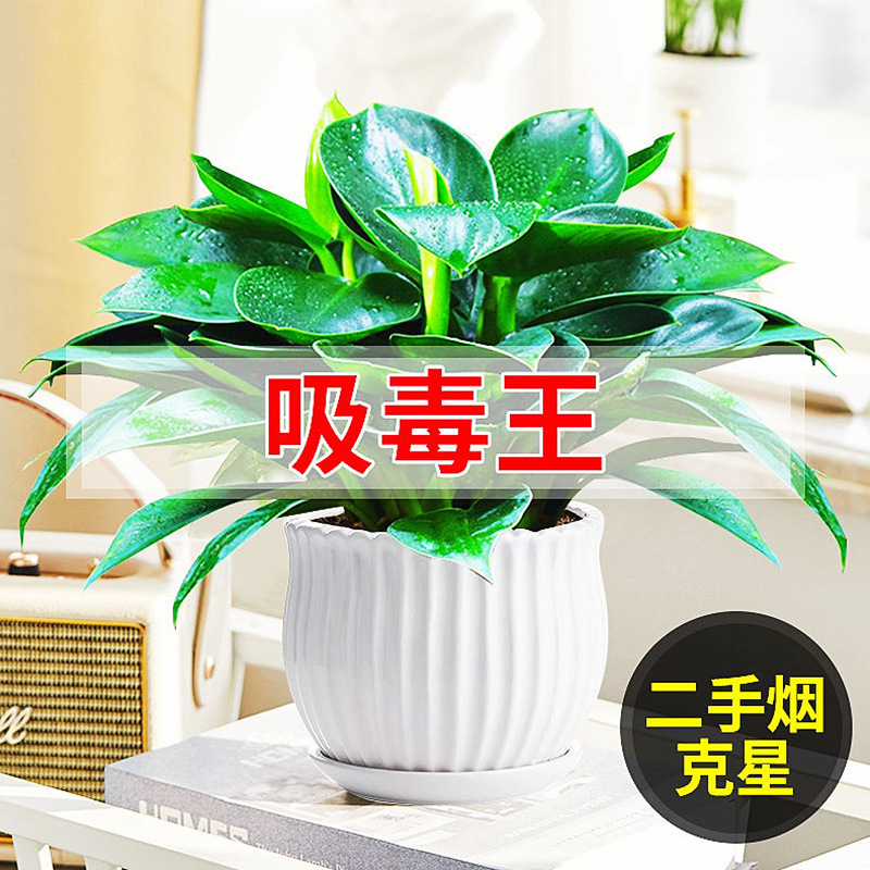 [메인사진] 골든다이아몬드 25-30cm 3그루(세로무늬 세라믹 화분) + 영양액 2개