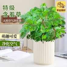 含羞草盆栽花卉室内客厅办公桌面害羞草幼儿园儿童趣味可爱小绿植