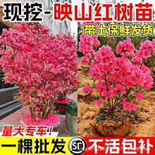 ӳɽ�t�����Ϙ����Ԯ����_���ͺ����N���������ϱ���ͥԺ�ļ��辰