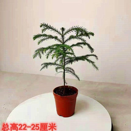 Plantas de pinos de abeto austríaco flores bonsai sala de estar patio balcón flores verdes maceta perenne árbol de Navidad