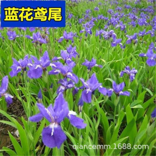 Wholesale Blue Flower Iris Seedlings Courtyard House Garden Plant Potted Butterfly Orchid Seedlings Herbal Herbal Flower Engineering Seedlings
