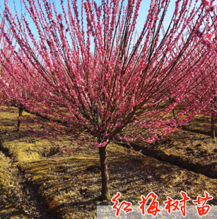 һ�����lͥԺ������D÷�������~÷�t�G÷��Ʒ�ߙn�Ϙ��辰���㶬