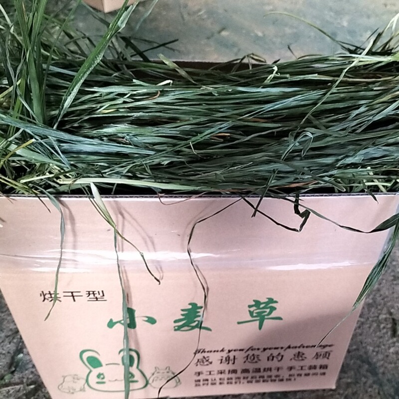2026 Dried Wheat Grass Hay for Rabbits, Chinchillas, Guinea Pigs, Forage, Wheat New Grass, Hay, Carrot Tops