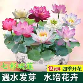 新品【七彩碗莲】【已开口】水培植物睡莲种子四季无土水培花卉