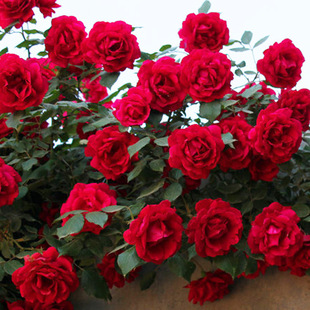 ���ٶ໨�t�Nޱ���T�t�¼����������ٱ�����ֲ�����L���ͺ��ļ���