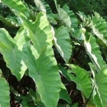 ˮ��ֲ�� �ӵ��G�� ���� ������ �ȹ� ˮ�۲� ������ �S����