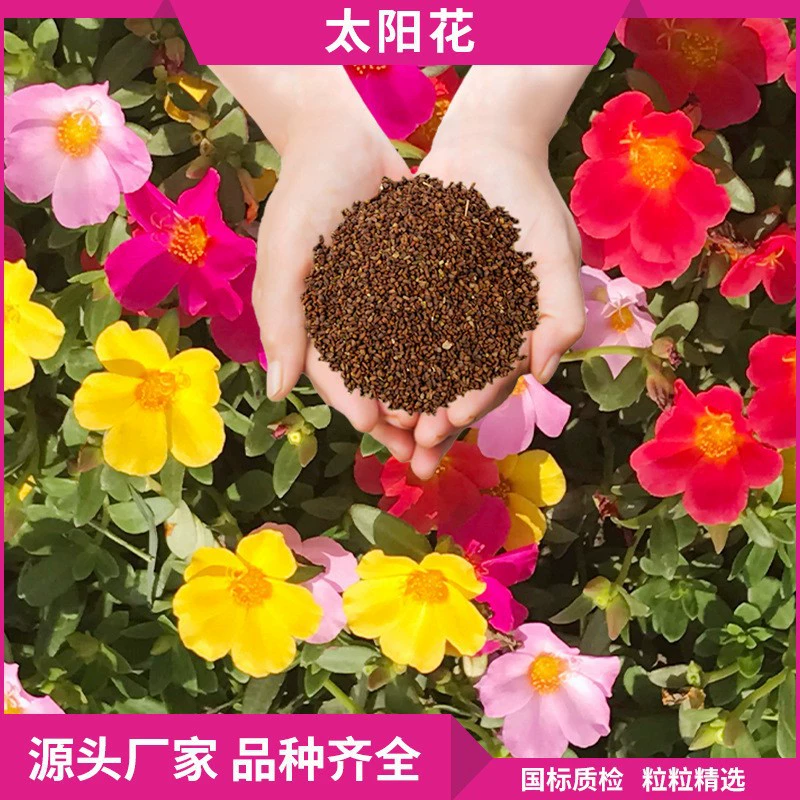 Семена подсолнечника смешанных цветов, семена цветов для паркового ландшафта, термостойкие, легко выращиваемые, цветочные инженерные семена оптом