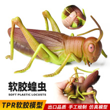 跨境儿童认知捏捏乐解压发泄玩具蝗虫昆虫动物仿真模型桌面摆件