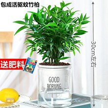 水培驱蚊竹柏花卉室内桌面四季常青绿植办公室好养活水养盆栽