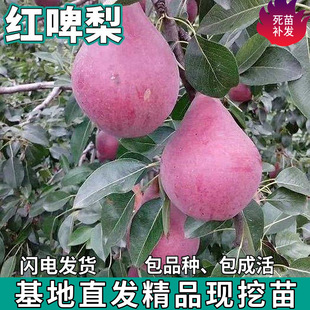 һ�����l�tơ�����޽�ͥԺ���ԷNֲ�������Ԯ���Y���ͺ�����