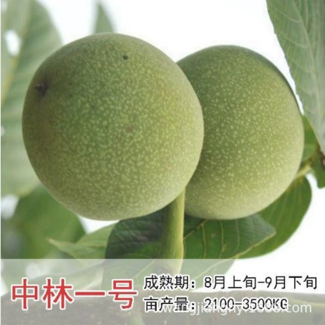 Привитые саженцы плодовых деревьев Xiangbiguanguo бумага кожи грецкого ореха саженцы посажены на юге и севере красный орех персик саженцы