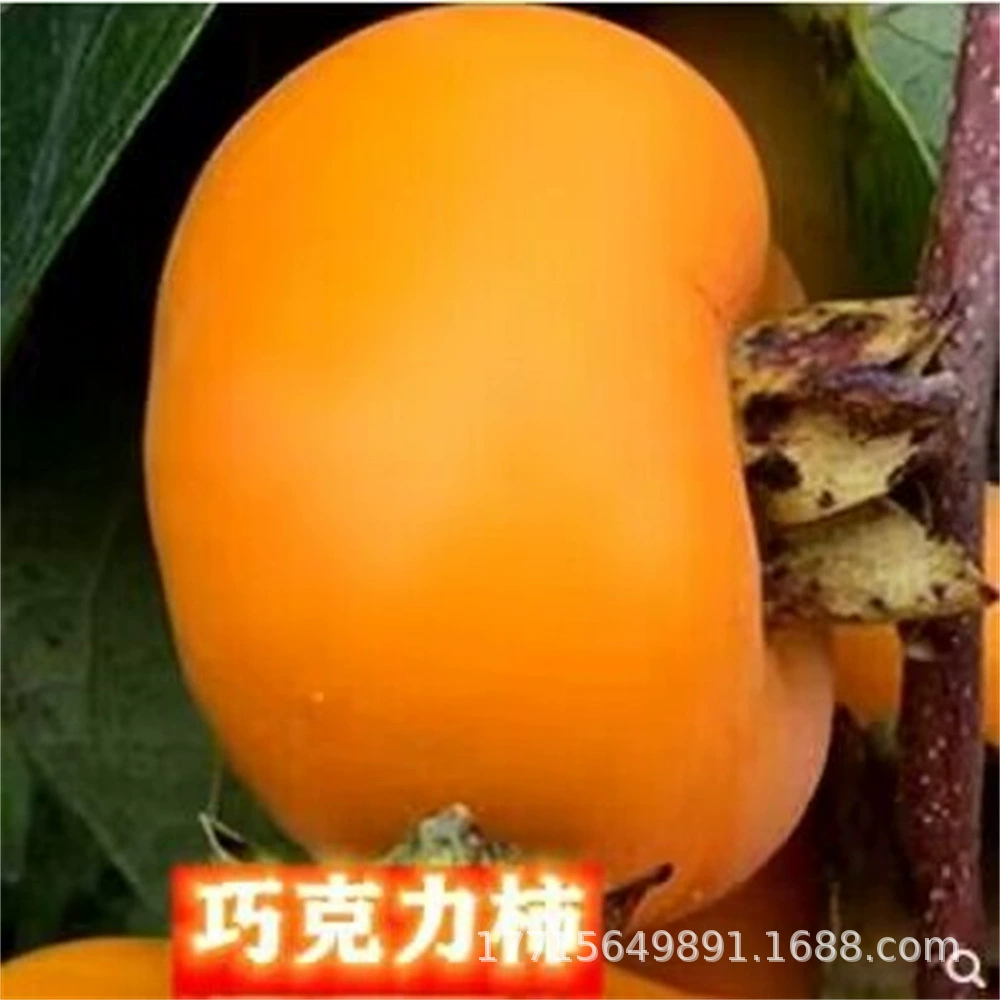 Прививка рассады хурмы без косточек Японский большой черный хурма Сладкий хрустящий Кристалл фруктового дерева Посадка рассады на севере и юге