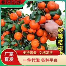 һ�����lɰ���٘���޽�ɳ�ǽ��Ә������Ը��ٟo�˹������ۮ���